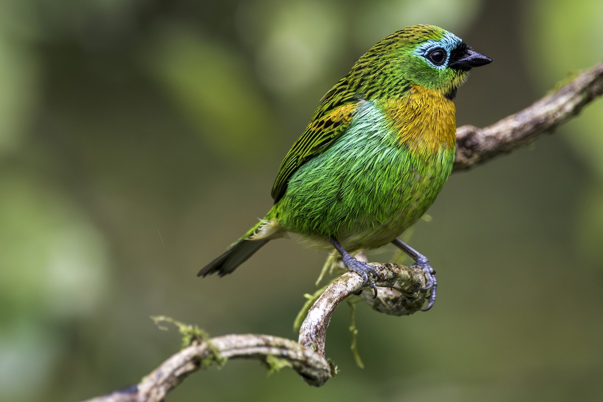 Brassy-breasted Tanager - ML616036266