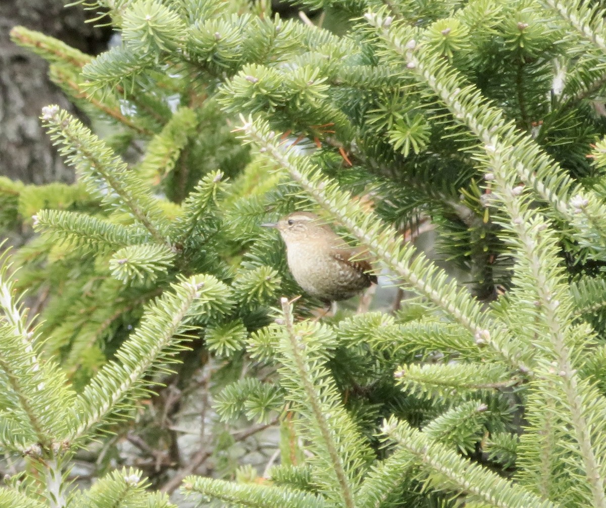 Winter Wren - ML616036311