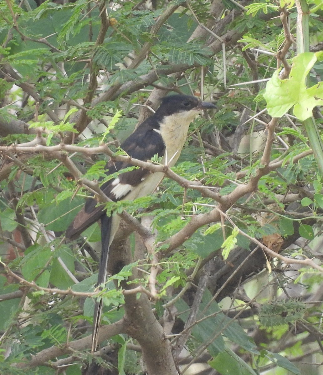 Pied Cuckoo - Alex Bevan