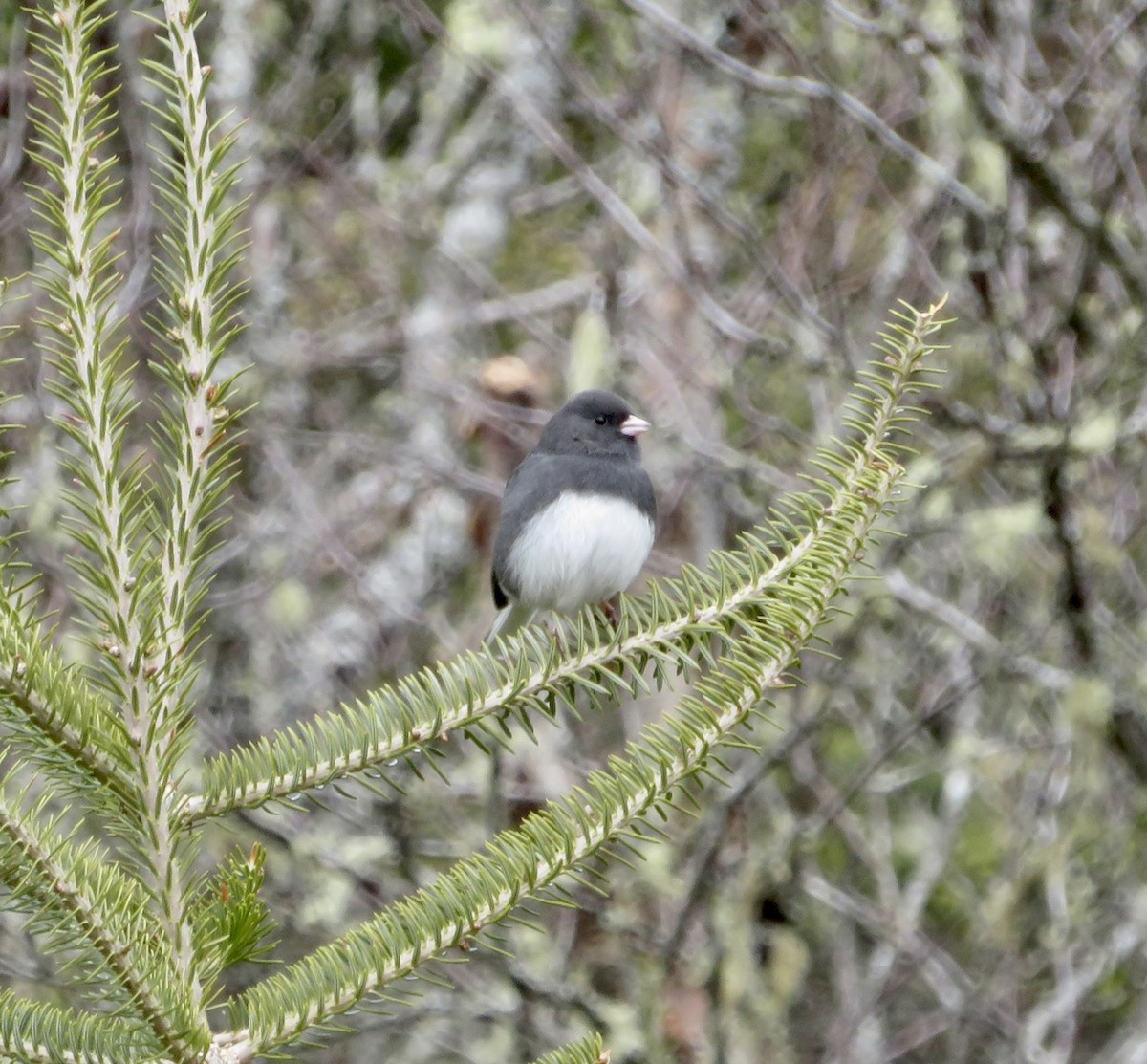 Dark-eyed Junco - Susan Cline