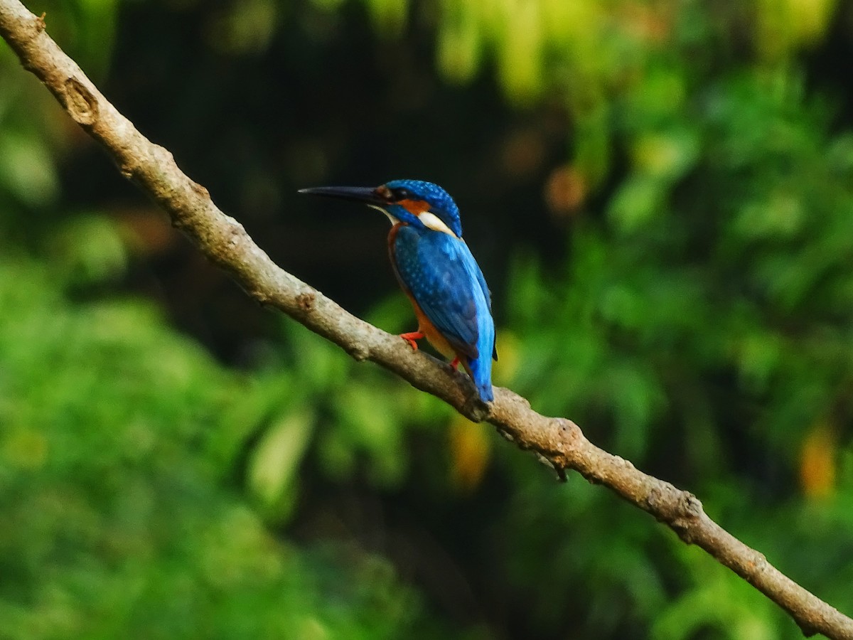 Common Kingfisher - ML616036376