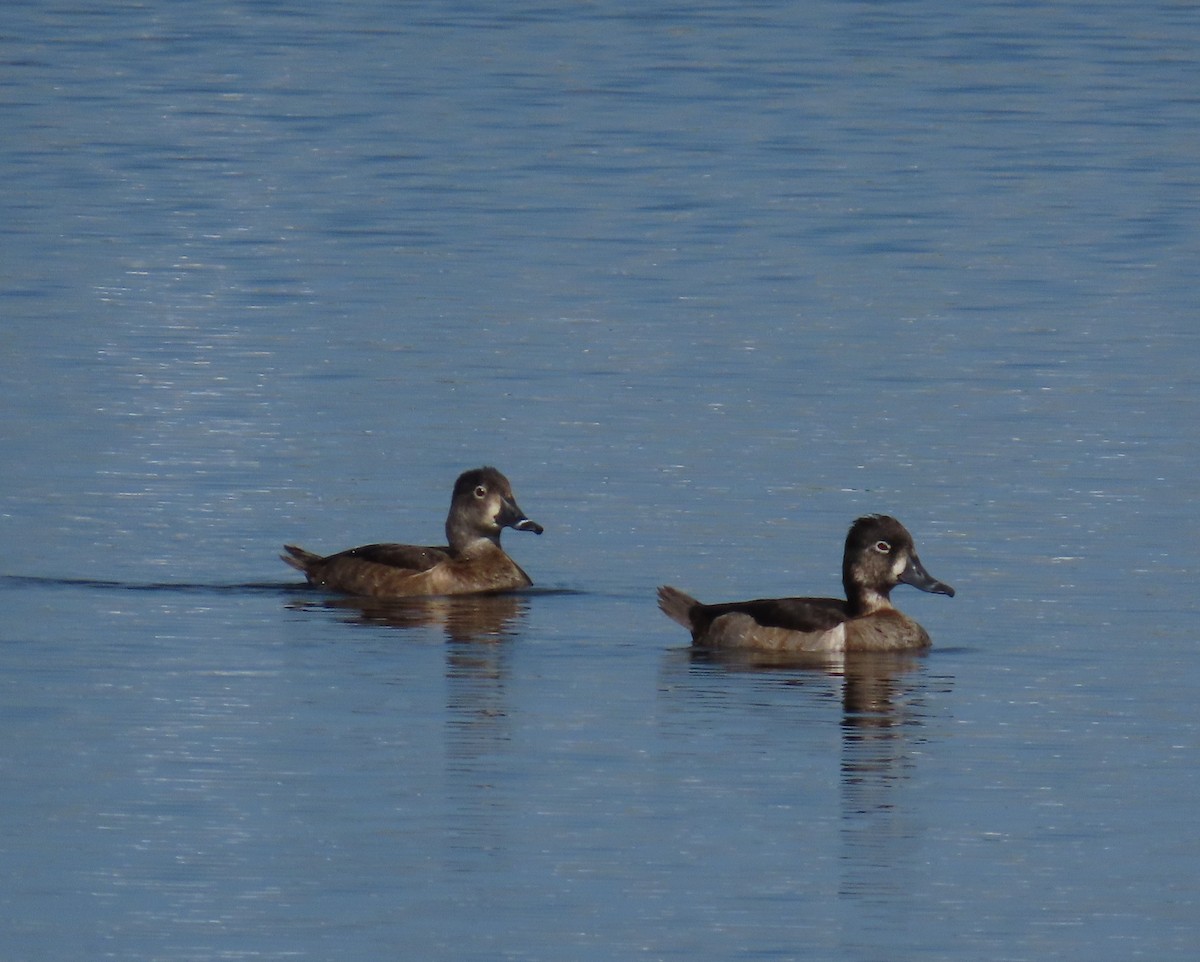 Ring-necked Duck - ML616036533