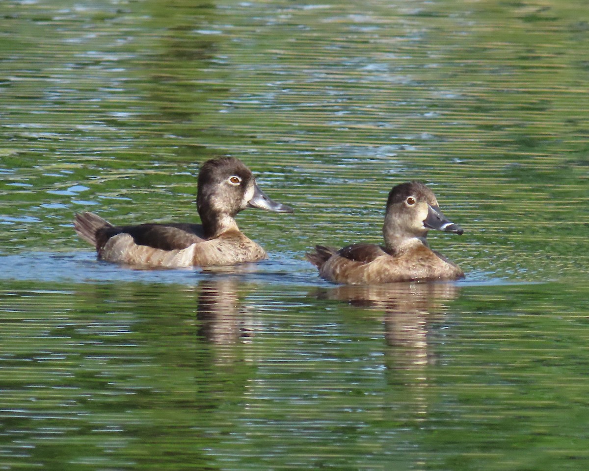 Ring-necked Duck - Laurie Witkin