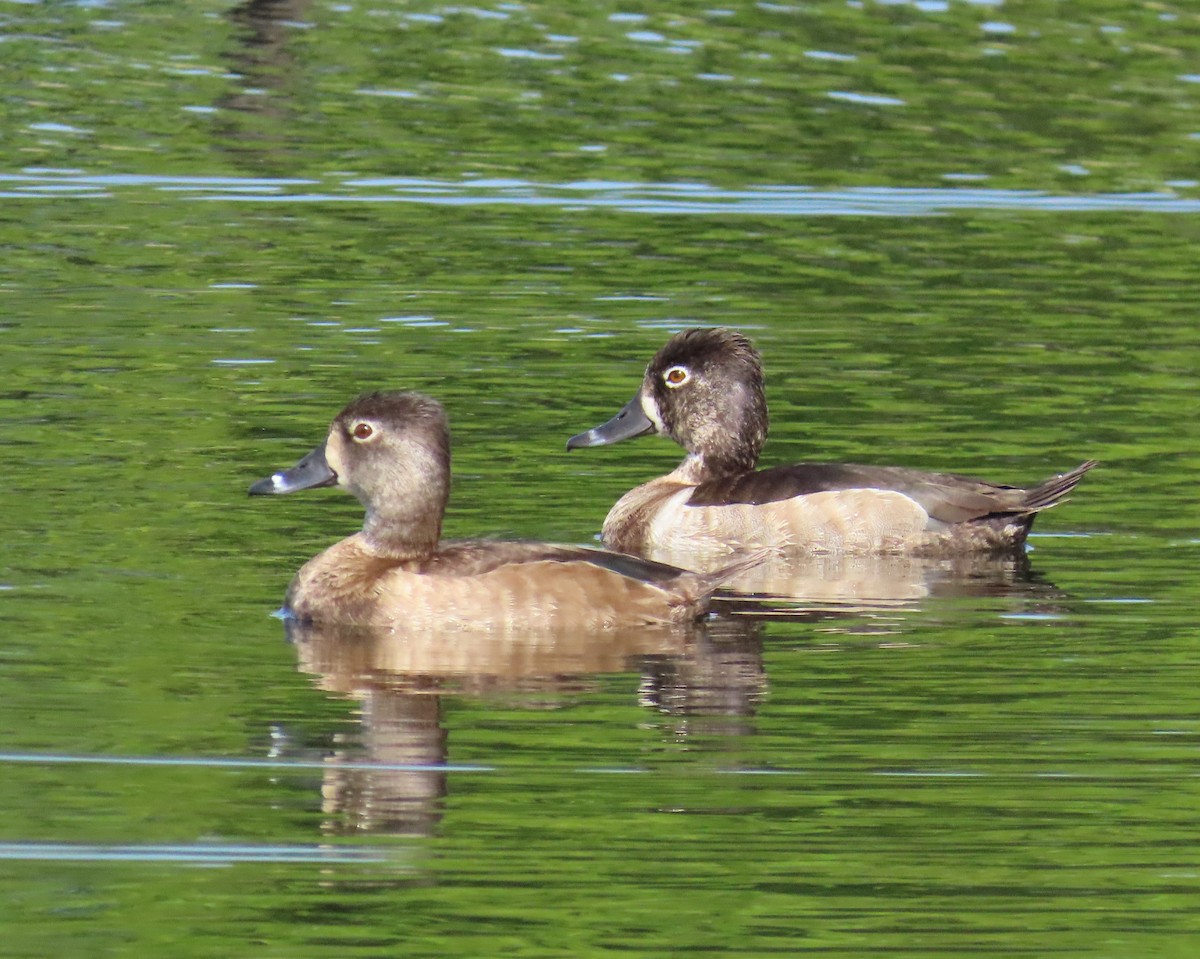 Ring-necked Duck - ML616036536