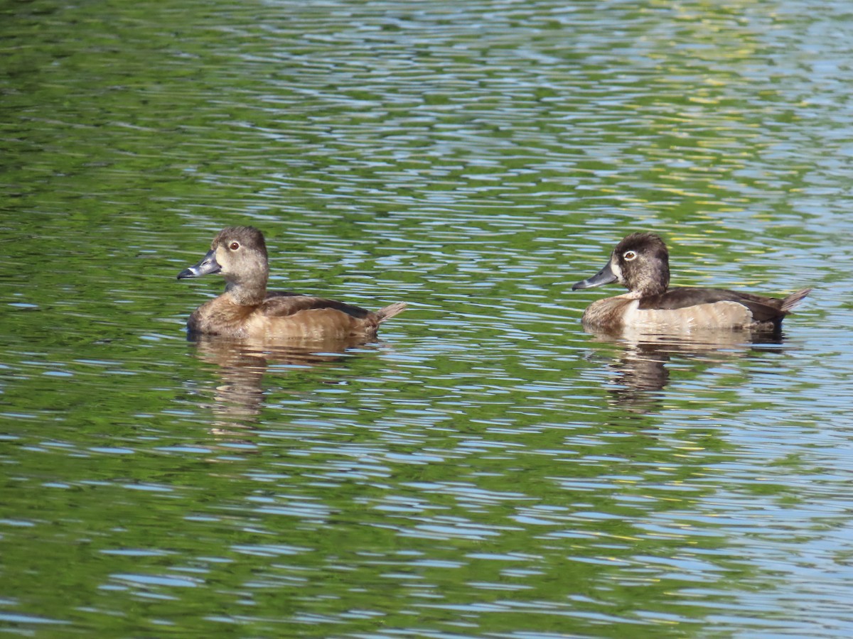 Ring-necked Duck - ML616036537