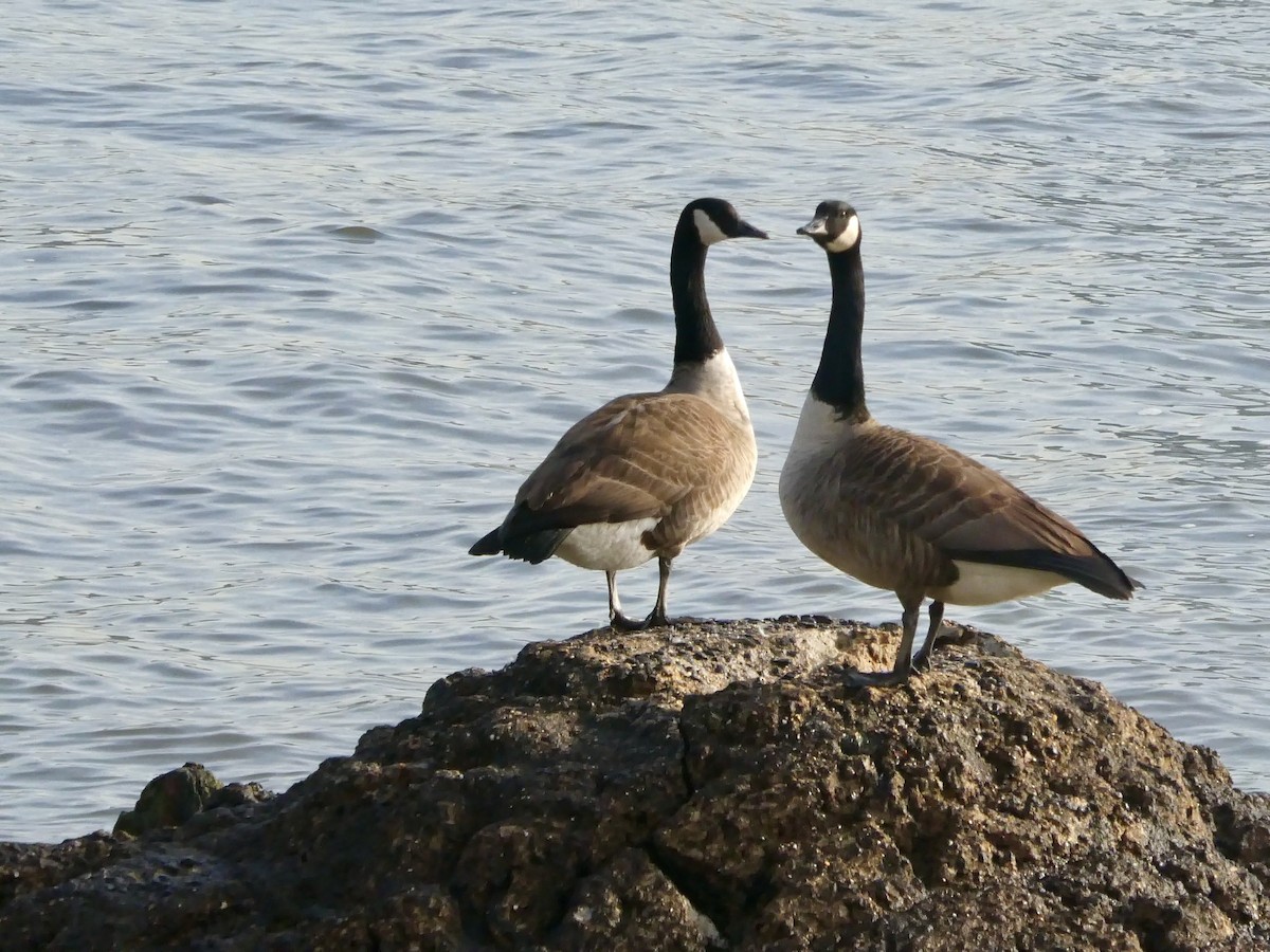 Canada Goose - ML616036610