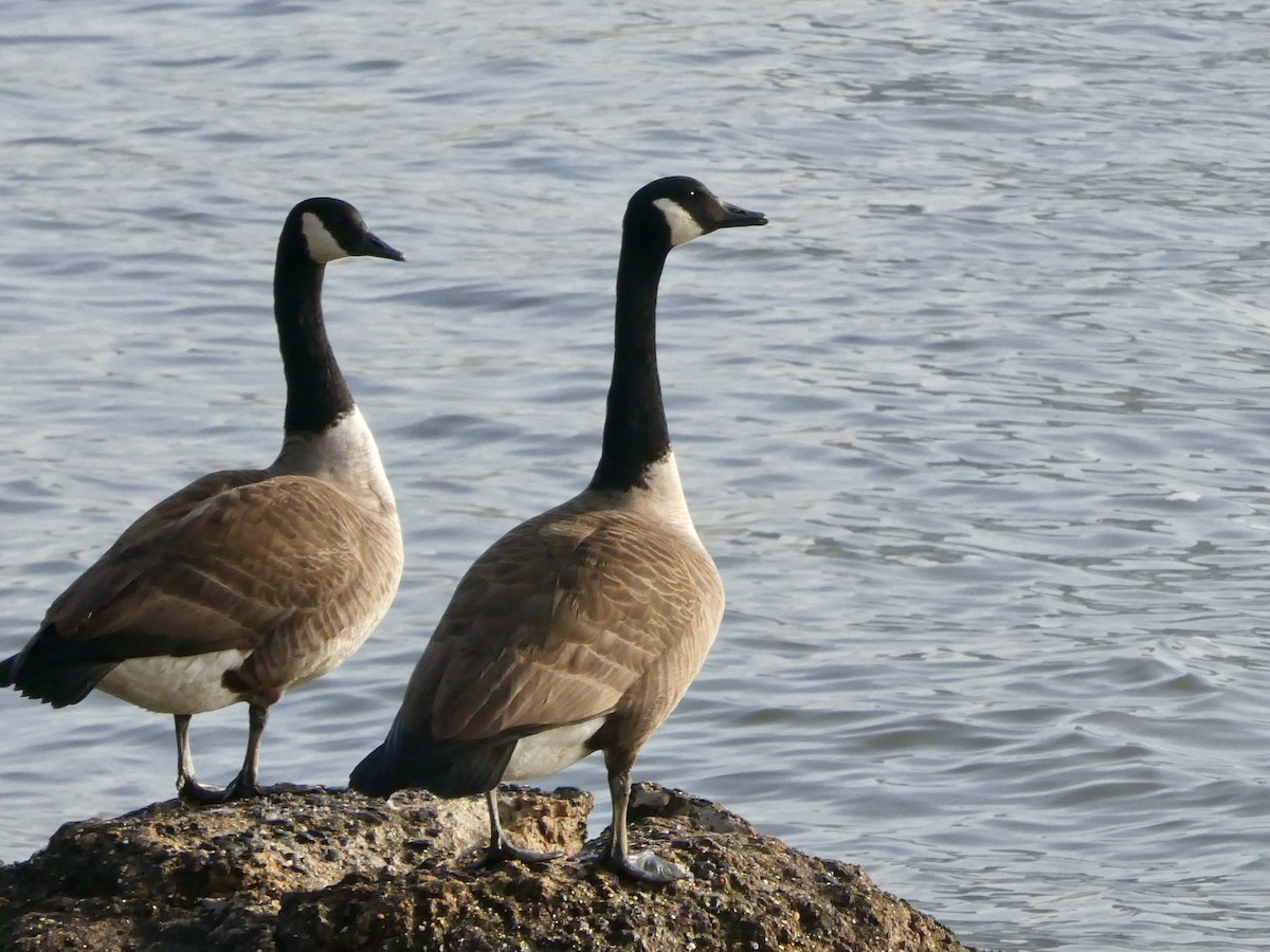 Canada Goose - ML616036611