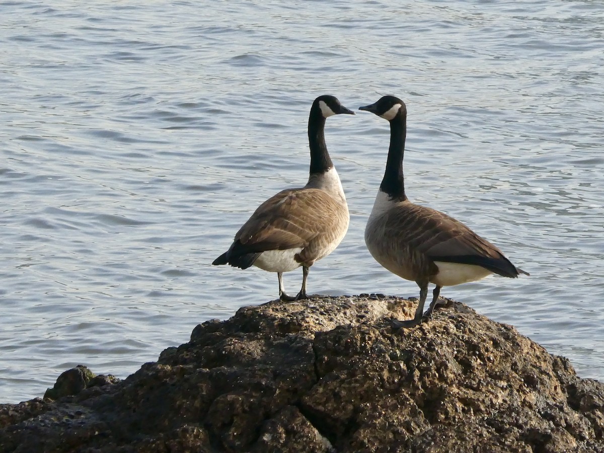 Canada Goose - ML616036612