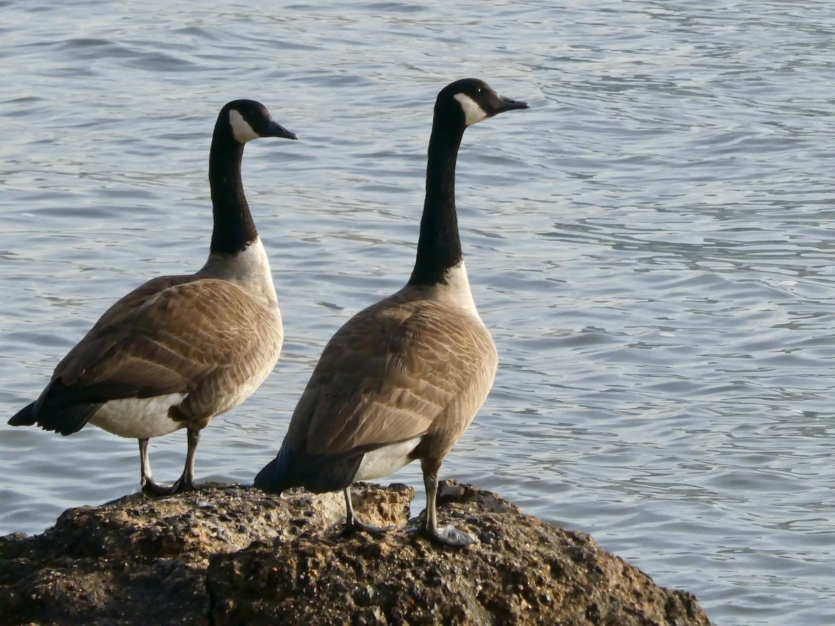 Canada Goose - ML616036613