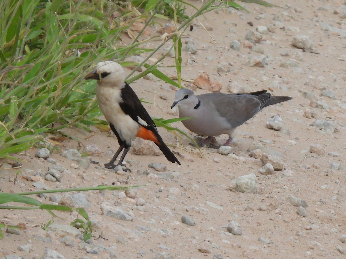 Ring-necked Dove - ML616036629