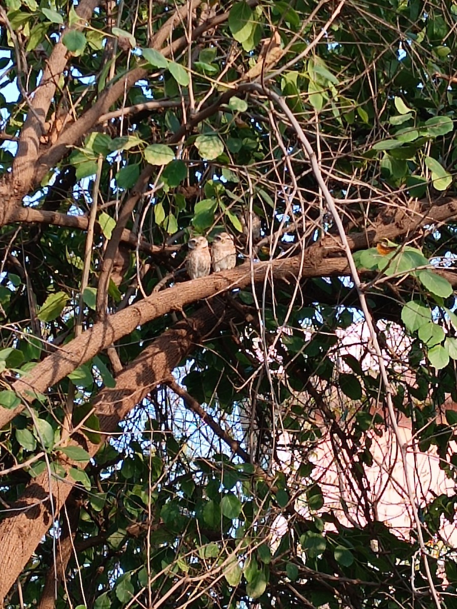 Spotted Owlet - ML616036701