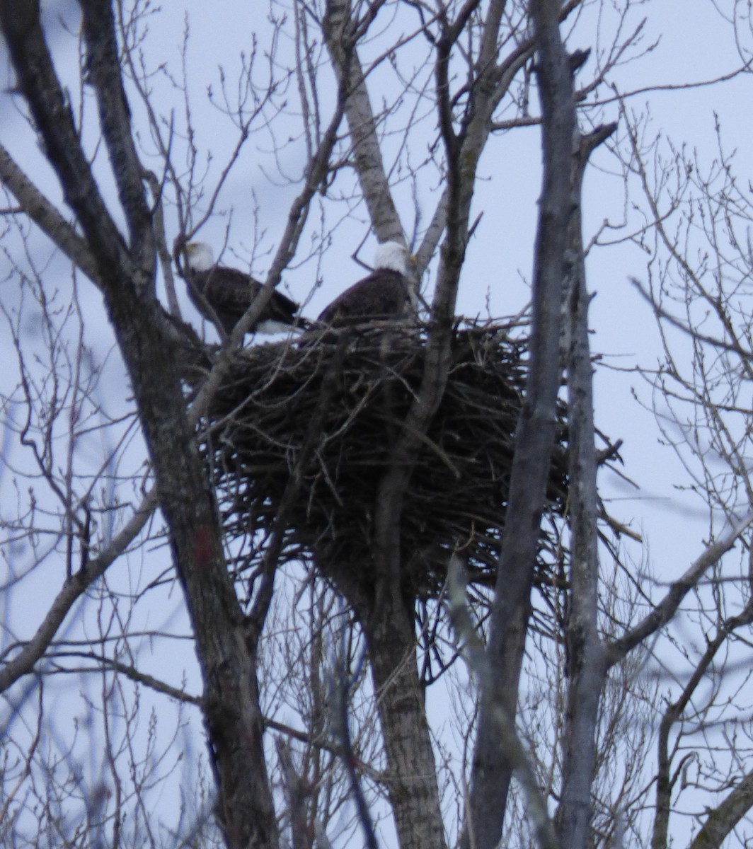 Bald Eagle - ML616036757