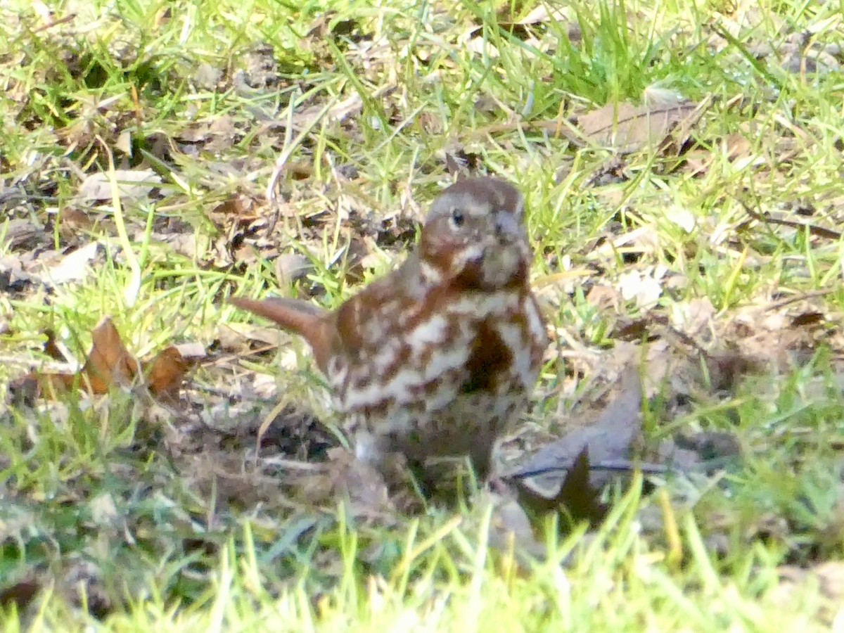 Fox Sparrow - ML616036775