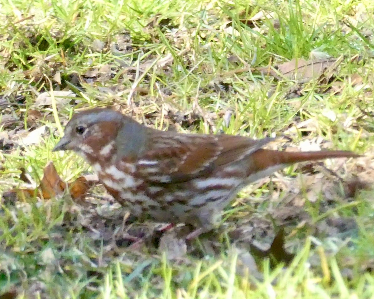 Fox Sparrow - ML616036777