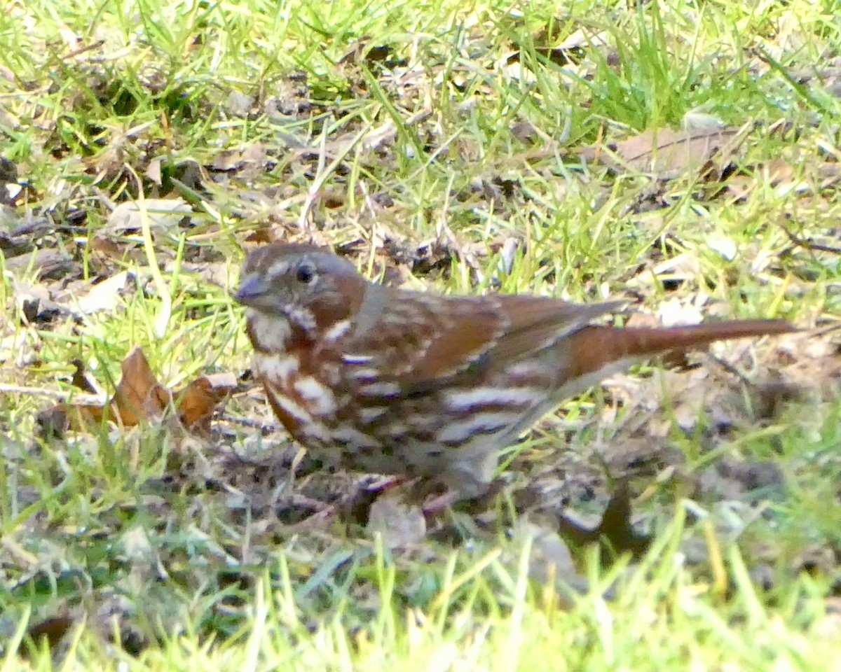 Fox Sparrow - Ron Lulov