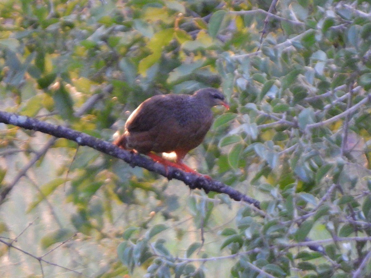 Hildebrandt's Spurfowl - Teresa Cohen