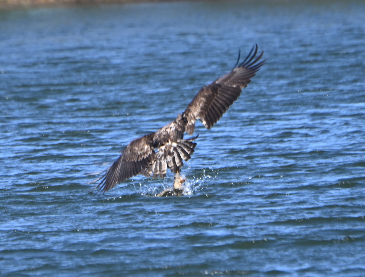 Bald Eagle - ML616036932