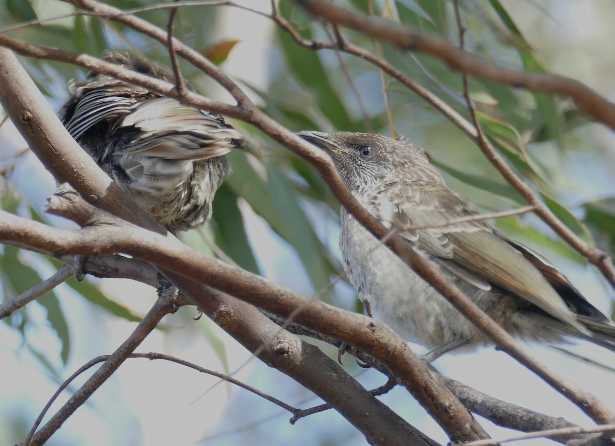 Little Wattlebird - Chris Payne