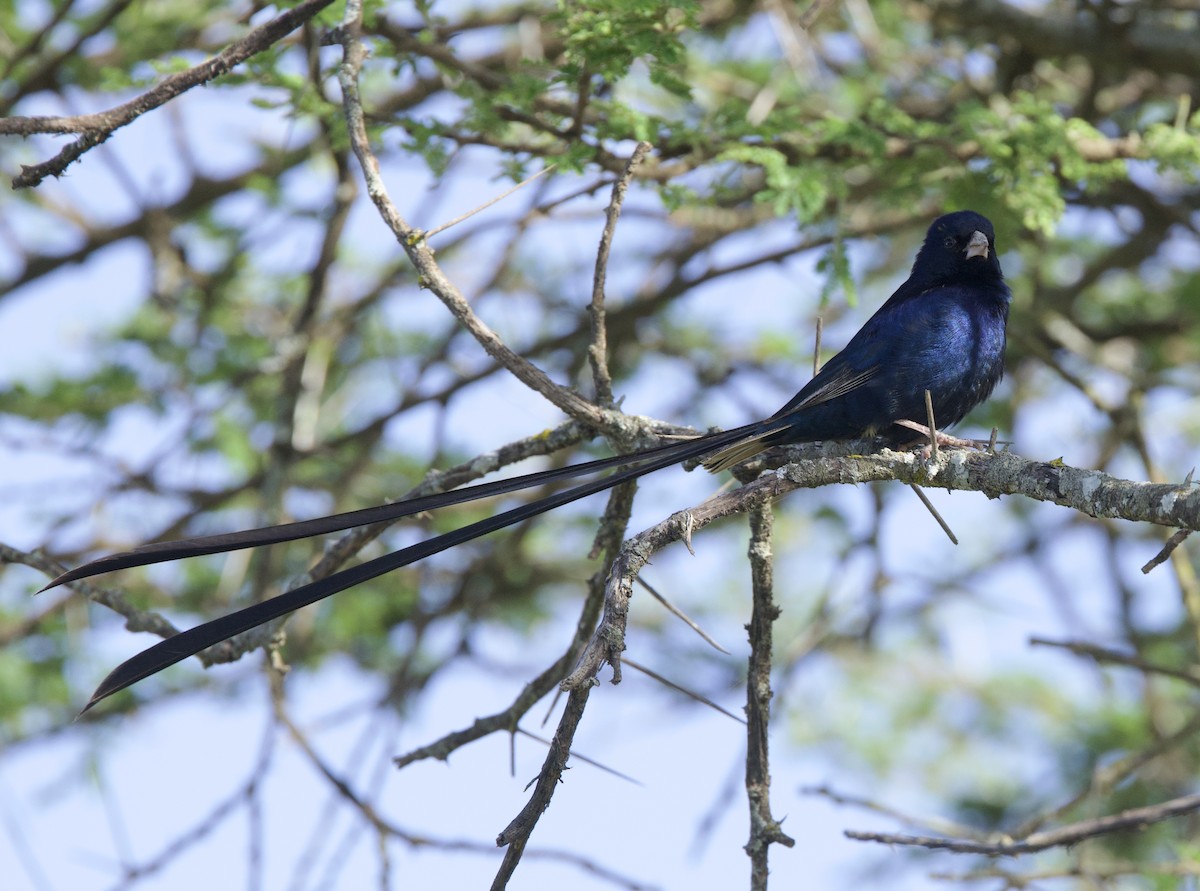 Steel-blue Whydah - ML616037009