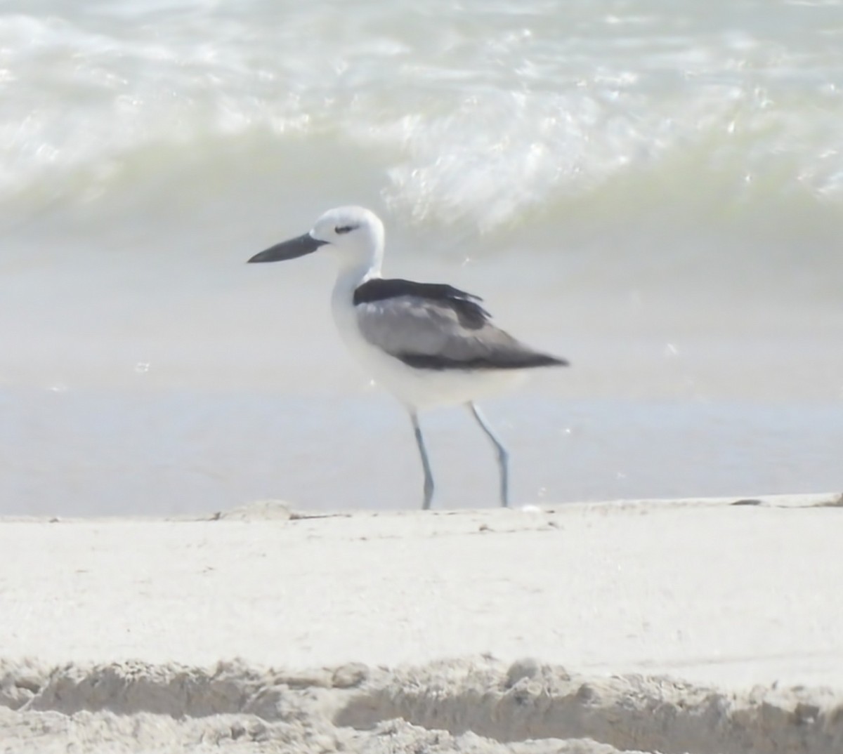 Crab-Plover - Alex Bevan