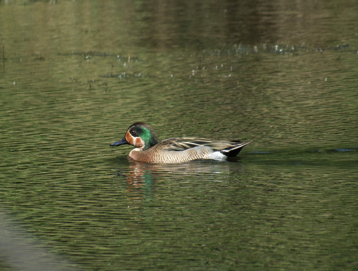 Blue-winged x Green-winged Teal (hybrid) - ML616037213
