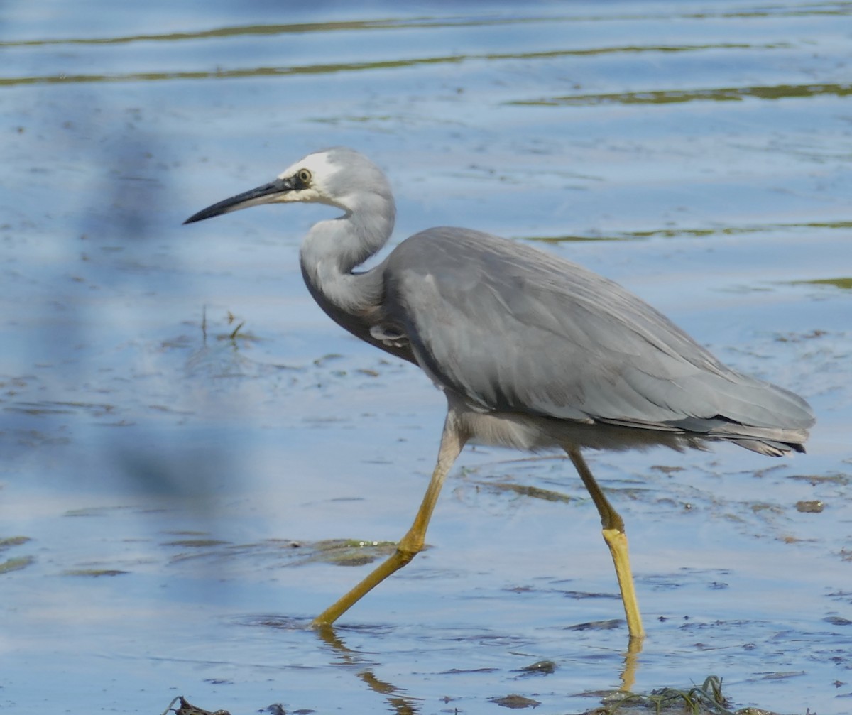 White-faced Heron - Chris Payne