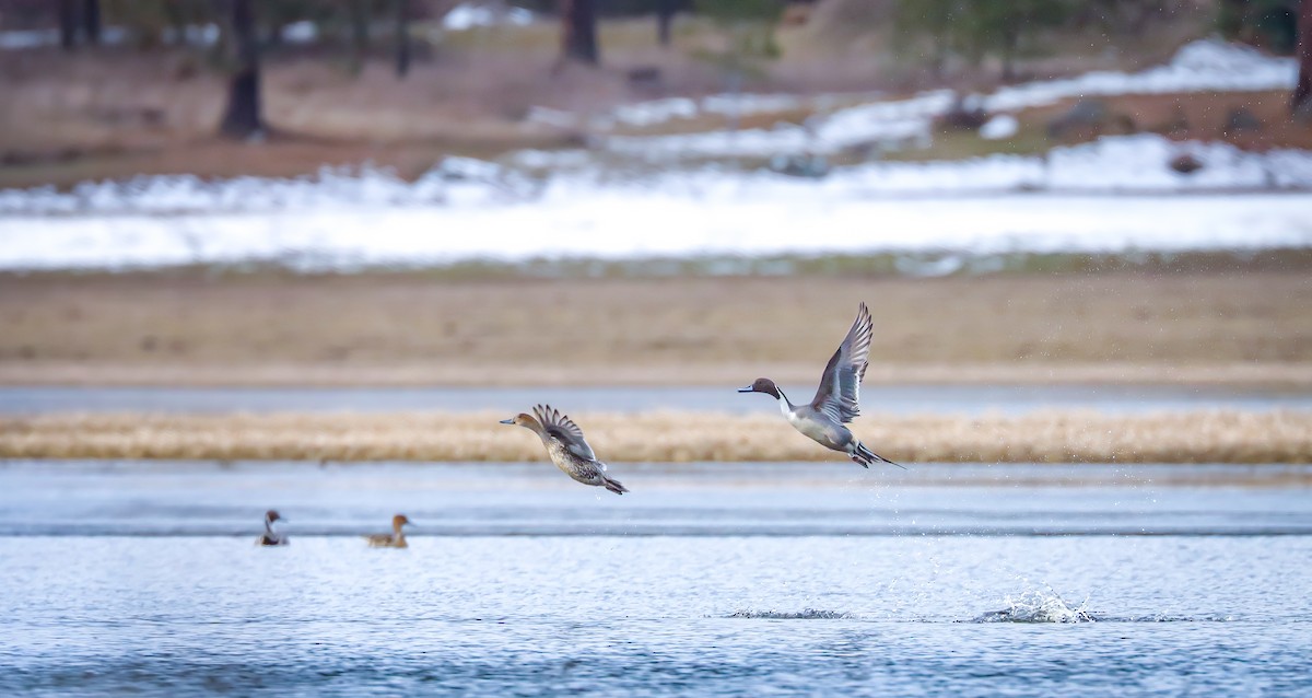 Northern Pintail - ML616037229