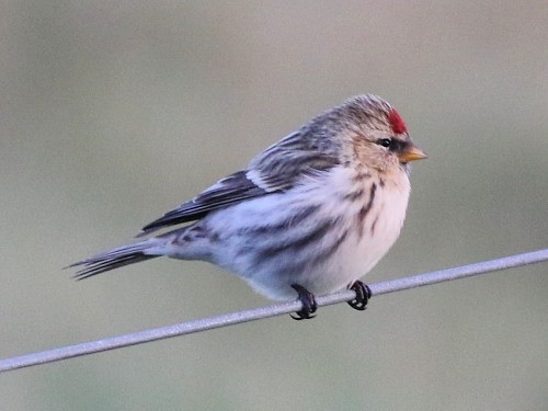 Common Redpoll - David Cooper