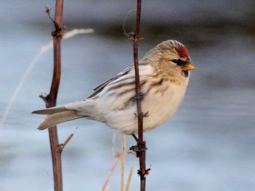 Common Redpoll - ML616037254