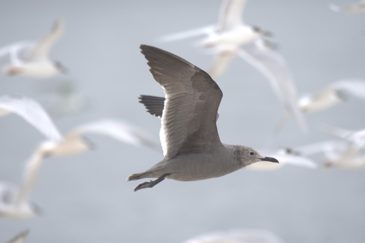 Gray Gull - ML616037267