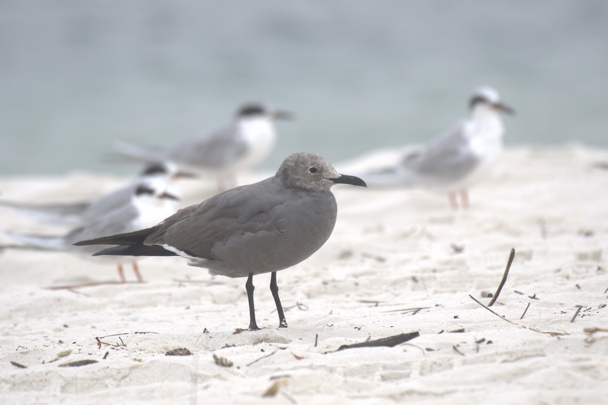 Gray Gull - ML616037268