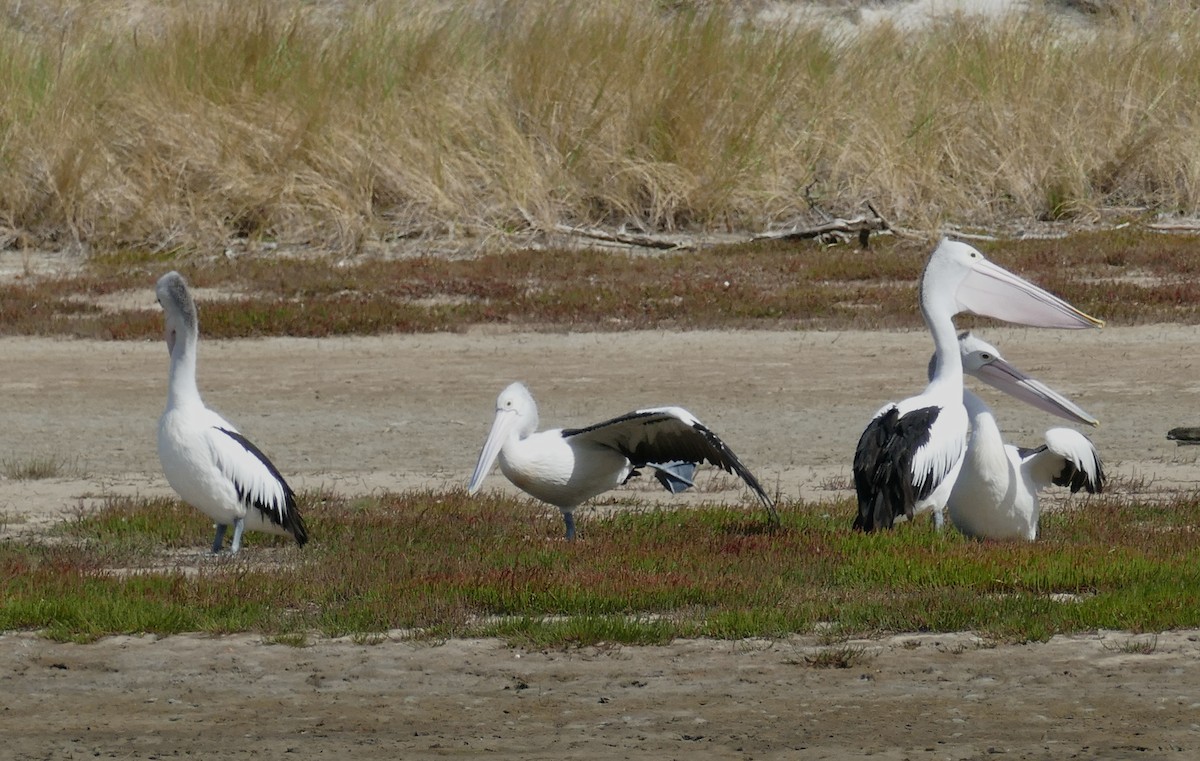 pelikán australský - ML616037280