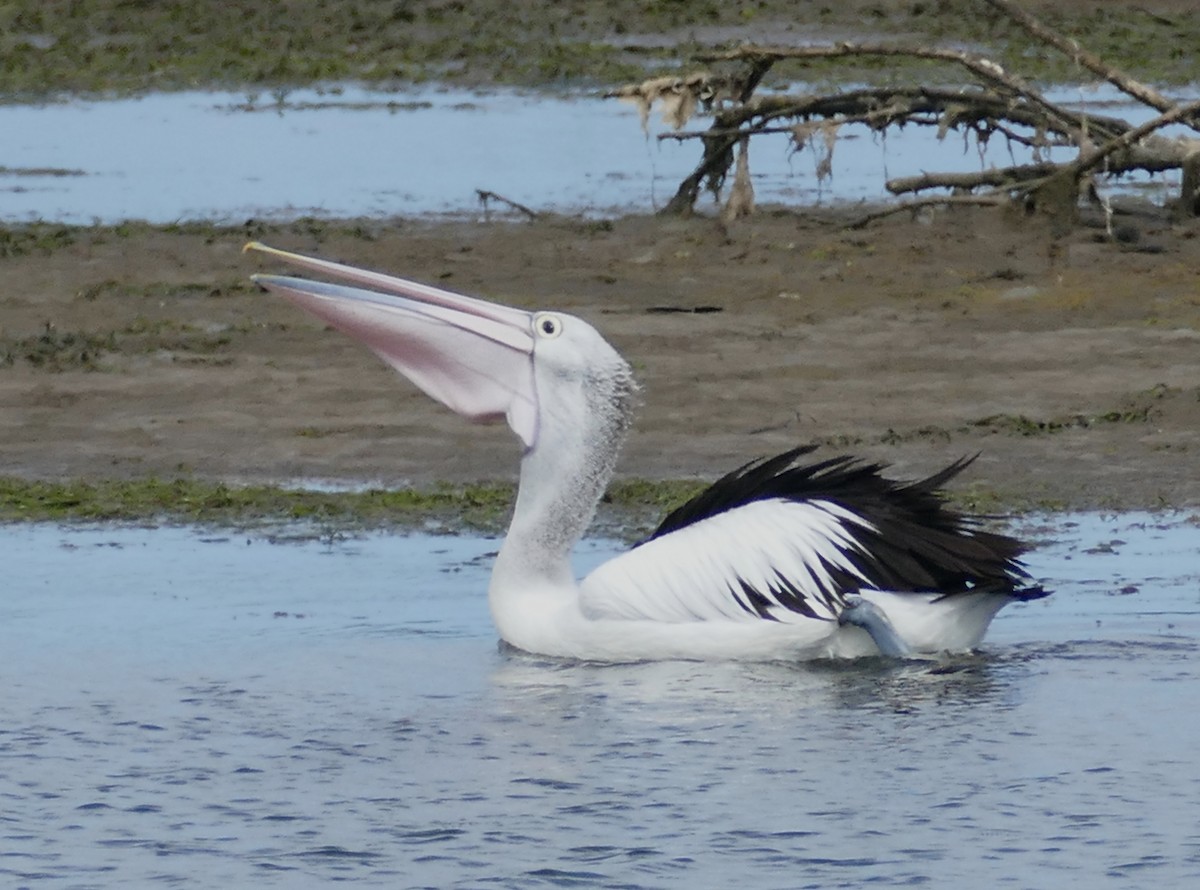 Australian Pelican - Chris Payne