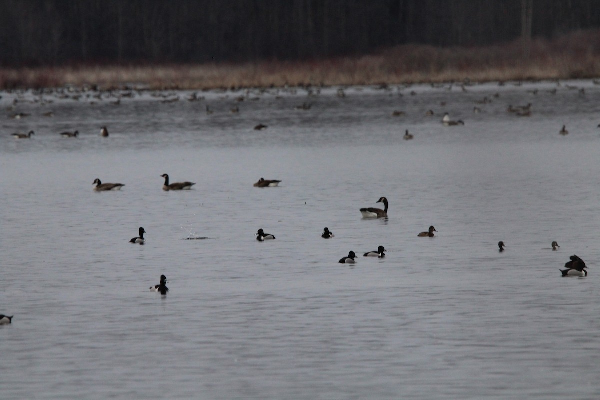 Ring-necked Duck - Evening Martin