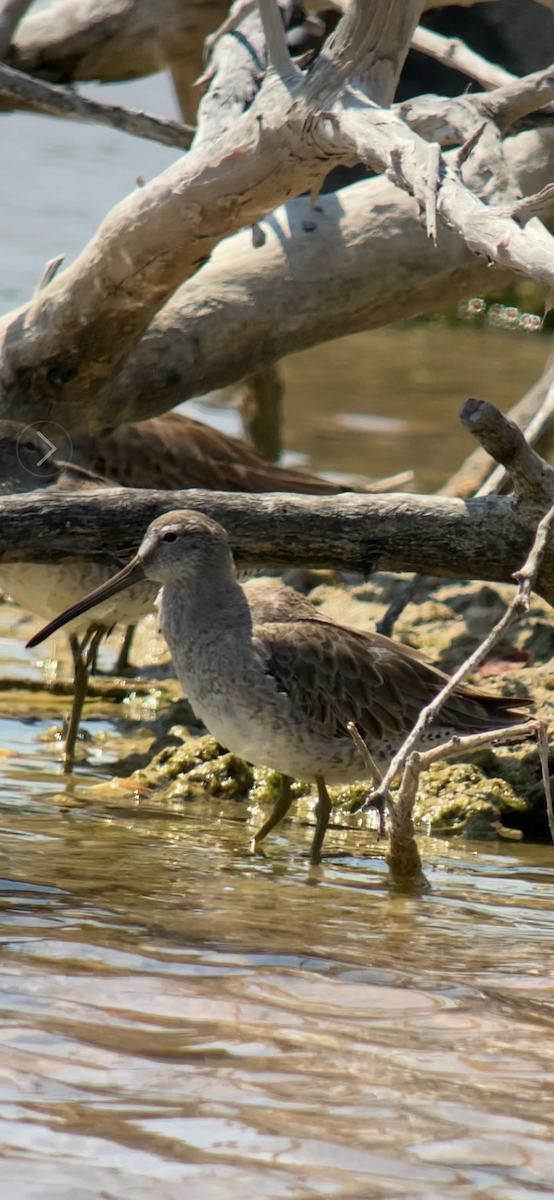 Short-billed Dowitcher - ML616037409