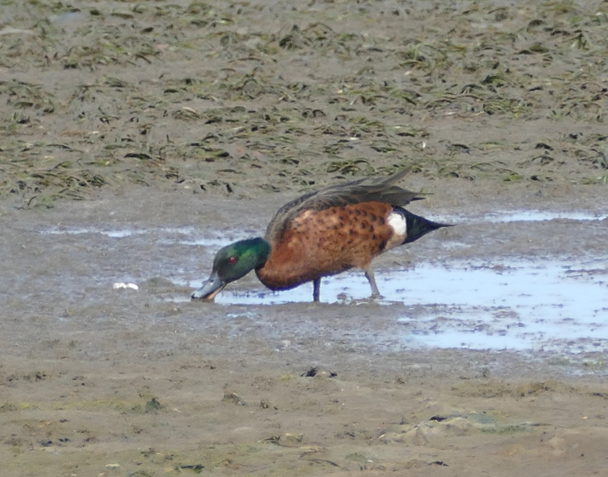 Chestnut Teal - Chris Payne