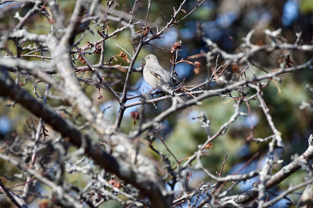 Townsend's Solitaire - ML616037493