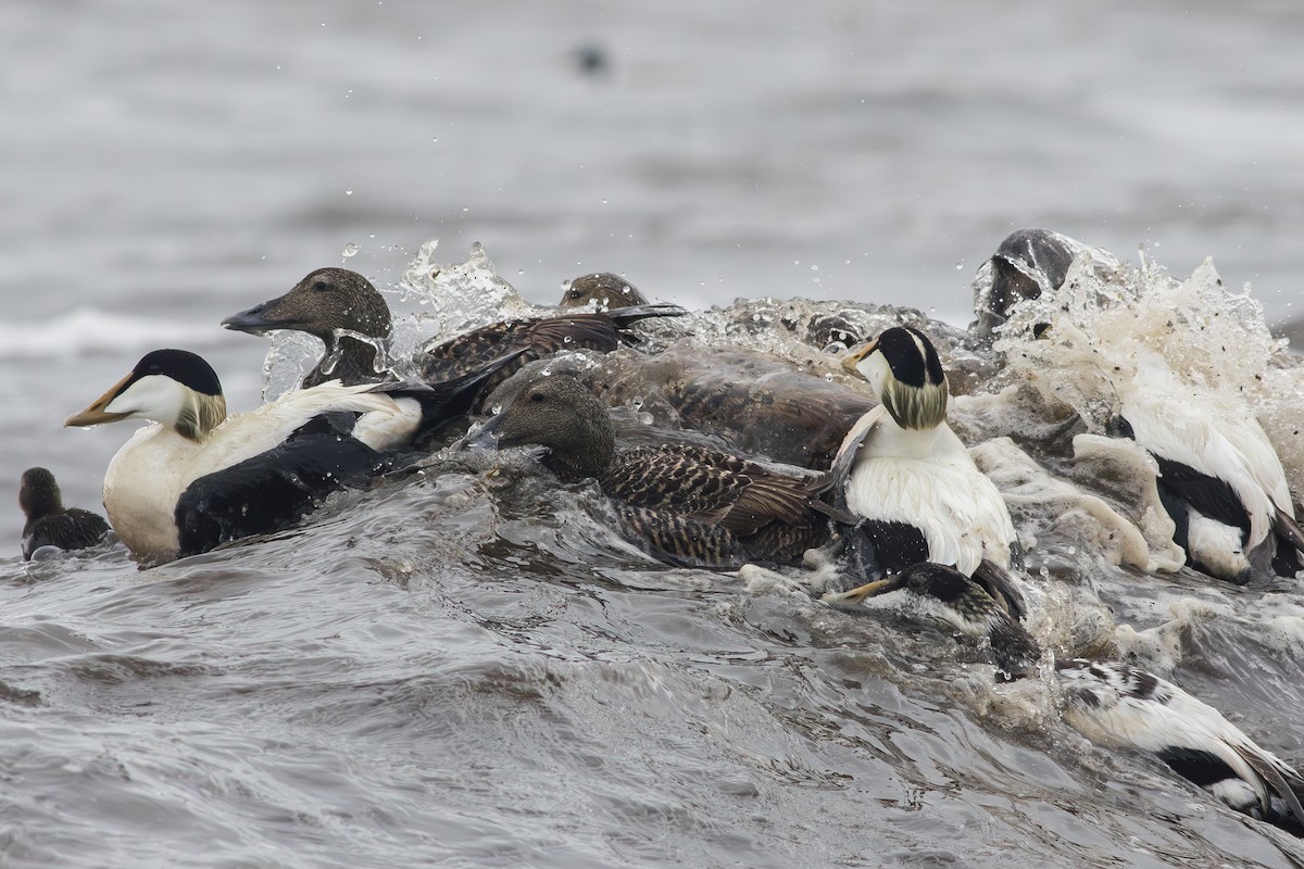 Common Eider - ML616037500