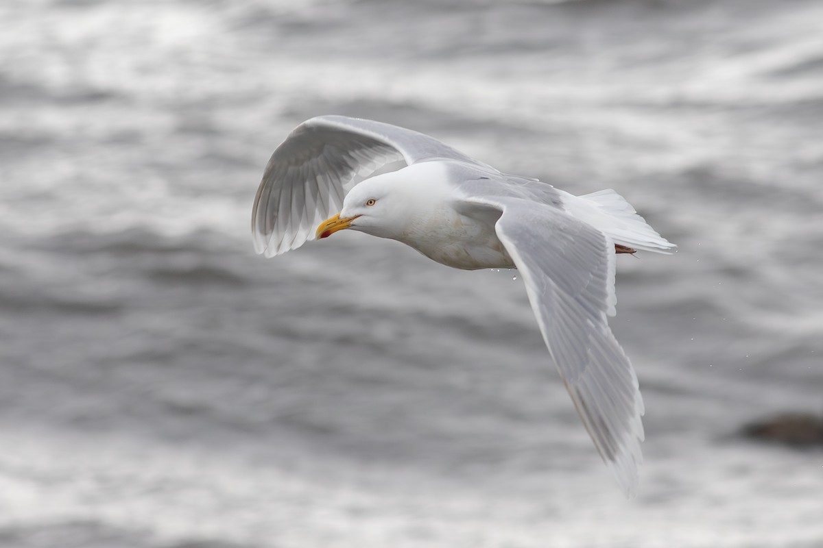 Herring x Glaucous Gull (hybrid) - ML616037509