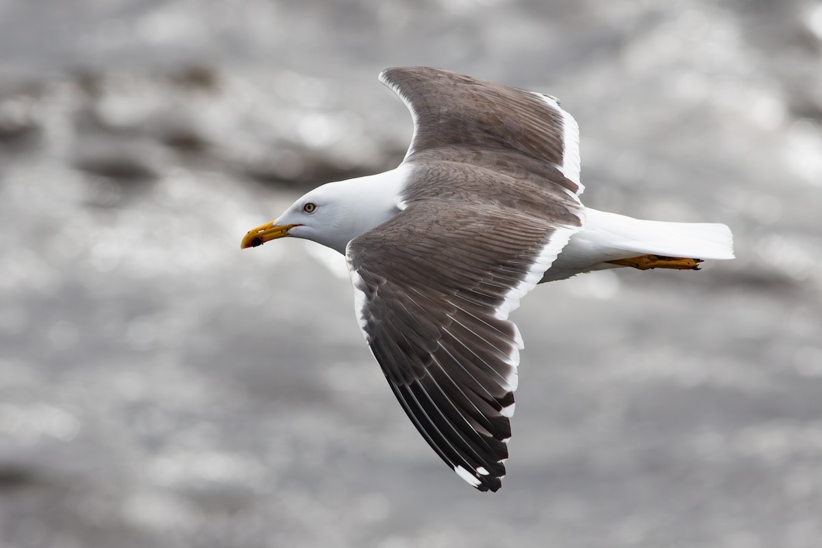 Lesser Black-backed Gull (graellsii) - ML616037512