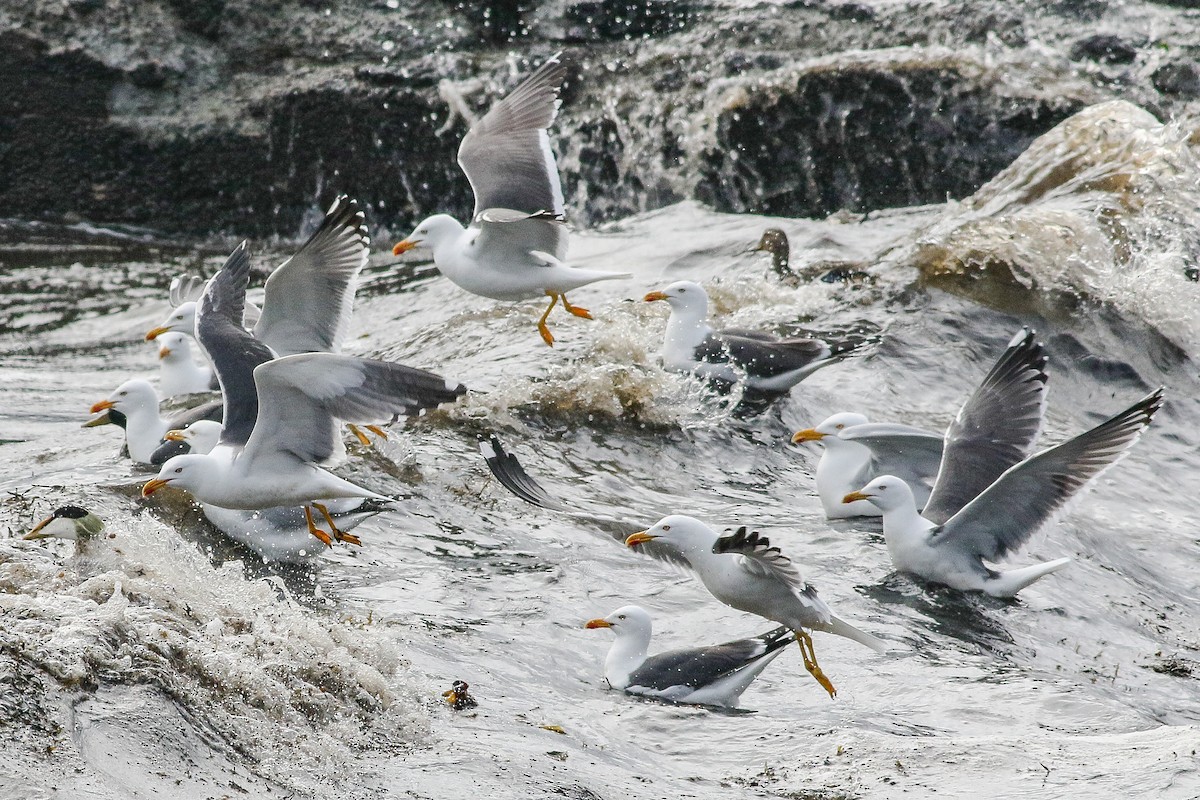 racek žlutonohý (ssp. graellsii) - ML616037513