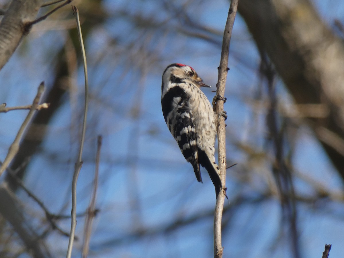 Lesser Spotted Woodpecker - Miloš Weidenhöfer