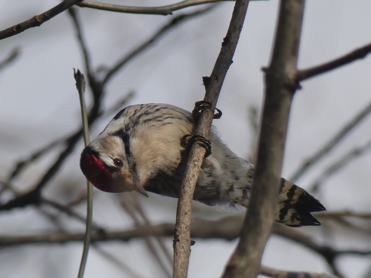 Lesser Spotted Woodpecker - Miloš Weidenhöfer