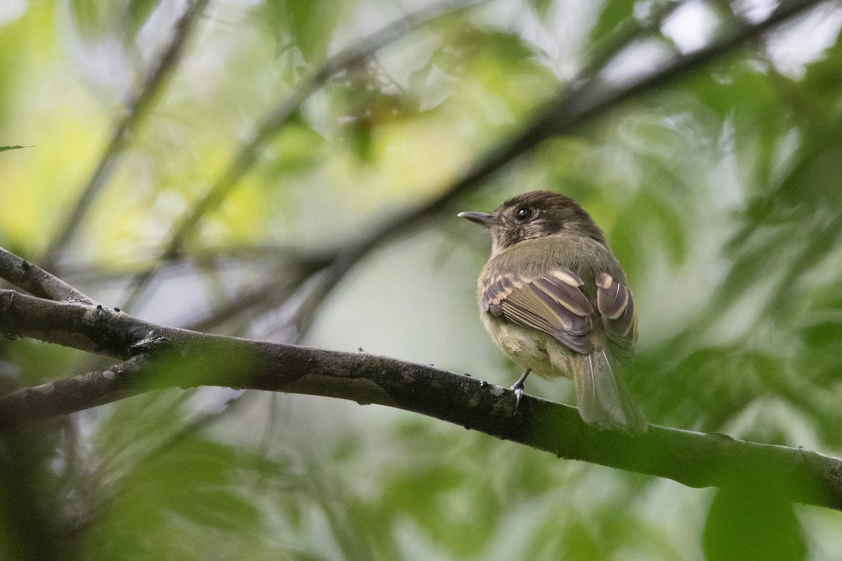 Sepia-capped Flycatcher - Pablo Re