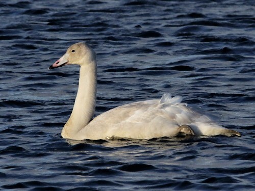 Whooper Swan - David Cooper