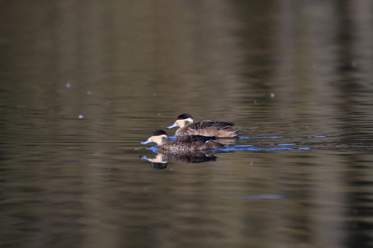 Blue-billed Teal - ML616037736