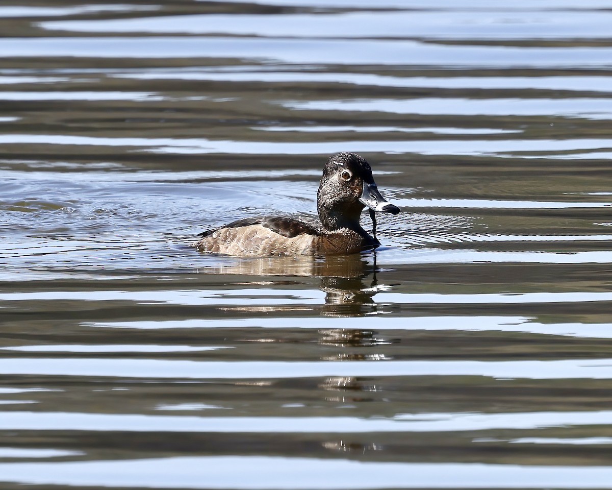 Ring-necked Duck - ML616037755