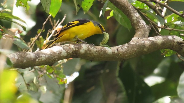 Orange Minivet - ML616037767