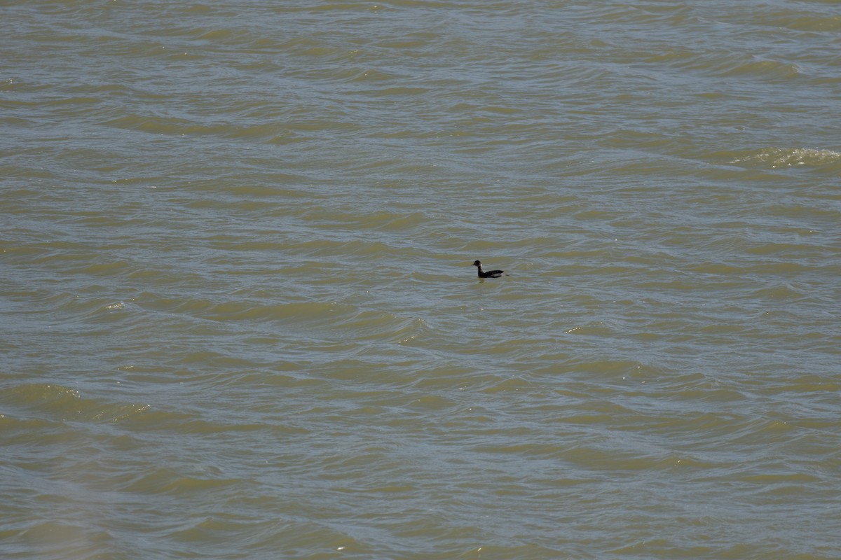 Eared Grebe - ML616037772