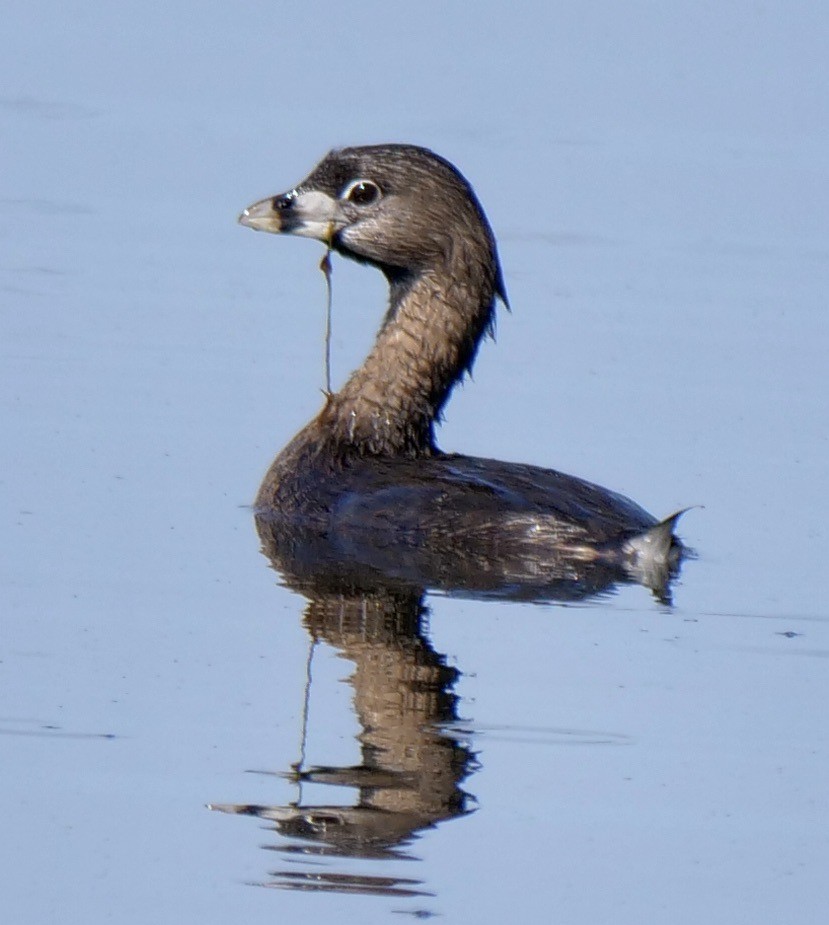 Pied-billed Grebe - ML616037774